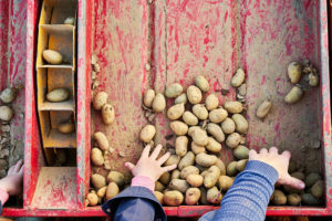 3.2 Belgian Farming Specialities: BBB, Potatoes, Endives and Strawberries